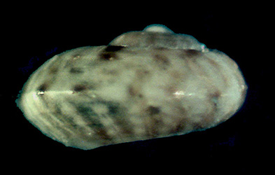 Turbinidae da identificare